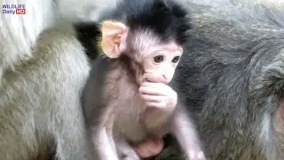 Dax Newborn  Baby Monkey Look Strong And Healthy, Daisy Good Take Care For Dax