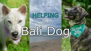 Voluntering in Bali and helping the street dogs! (The Bali Dog) | Solo traveling SE Asia