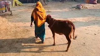 #काशू क्यूट #कॉमेडी #viral 