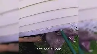 Animal Control vs. the Chupacabra: Epic Florida Rescue Gone Viral! 👀🐺