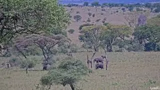 Animals crossing at Anantya Serengeti