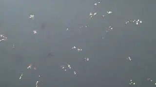 Beware  ::  pyrobug.com