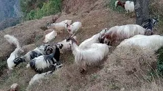 आज घुमने निकल गया बर्फ के बिच || फिर बकरियां लाने जाना पड़ा || Himalayan shepherd || Himalayan goat 