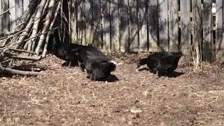 Утка Каюга присматривает место для кладки.