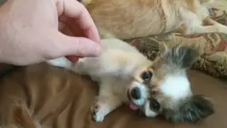 Cute Pooch