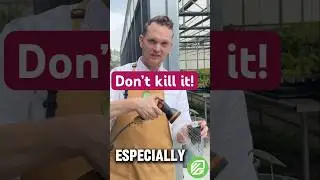 Ошибки, которые могут быть опасны для слоновьих ушей! (Избегайте их перед посадкой!)