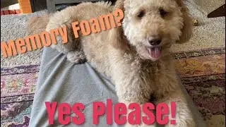 Memory Foam Pet Bed Review!