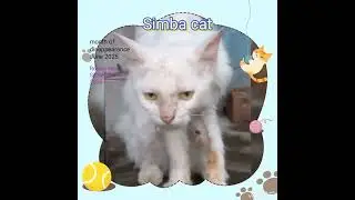Finally, returned home#simba #brainboosters01-f9q #cat#kitten#cute #pets