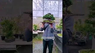 非常贵的石化桧#盆景 #石化桧盆景
