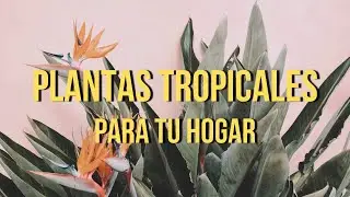 🌿 TOP 9 Plantas Tropicales para un Hogar Ex&oacute;tico y Lleno de Vida! 🏡✨