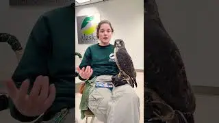 Познакомьтесь с Джейком, краснохвостым ястребом, в Центре хищных птиц Аляски #WildlifeRehab#Hawks...