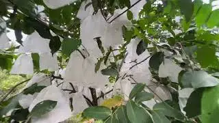 Update: The pink plum orchard of Thanh Tuan has been covered with bags.