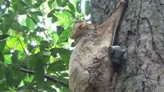 Baby Flying Lemur (Malayan Colugo) in Singapore