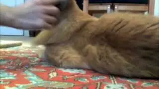 London Cat Sitting | London Cat Sitter | London Pet Sitting