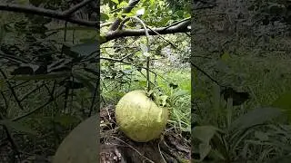 Dwarf Citrus Maxima #tree  #pomelo #sweet #fruit