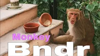 Natural Creature | Monkey is a common name that may refer to most mammals Indian Monkey angry