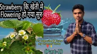 #Strawberry_Farming After Plantation Flowering Start in Just 45 Days .....