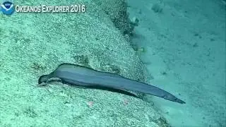 Видео укуса Okeanos Explorer: у Octocoral тяжёлая форма хрупкой звёзды