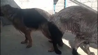 German shepherd cross #German #stud #mating #vomwildwolfhousf 