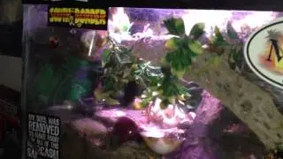 A word about heat/humidity control in the crabitat