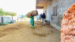 మా పశువులకు గడ్డి వేస్తున్న బసవ చాలా మంచోడు కానీ దానికి ఒక అలవాటు ఎప్పుడు కోపంతో చూడటం మంచి గుణం కూ