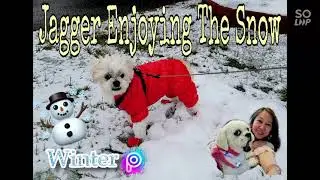 Jagger Enjoying The Snow