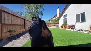 WHEN YOUR ROTTWEILER IS ON GUARD!