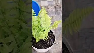 Variegated Boston Fern #youtubeshorts #highlights #variegatedplants