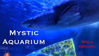 Mystic Aquarium - A Quick Walk Around