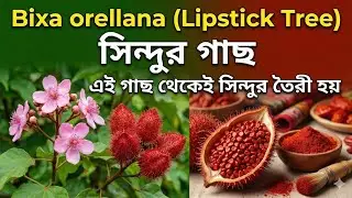 Bixa orellana| Lipstick Plant| Natural Food Color Comes From This Plant!