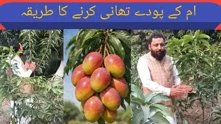 آم کے پودے کو تھانی کرنے کا صحیح طریقہ | Mango Plant Training Method | Healthy Growth Tip #Mango