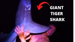 TWO MASSIVE SHARKS!!-- Navarre, Florida- Land Base Shark Fishing