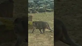 The child, hugging from under the mother, walks. #Monkeys#Amazing #Animals And #Pets #Videoshorts