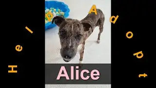 🐾Alice has been adopted! Dog / Australia / Toowoomba / RSPCA Queensland🐾