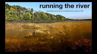 Running the river | story of the alewife run | #1000fps super slow motion