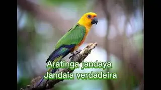 O canto da Jandaia verdadeira  ( Aratinga jandaya  )