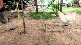 Awesome Quick Bird Trap Using A Leg Snare Platform   How To Make Bird With Sling HD