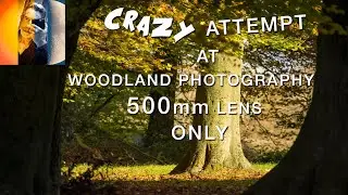 Crazy Attempt at Woodland Photography With a Monster 500mm Lens