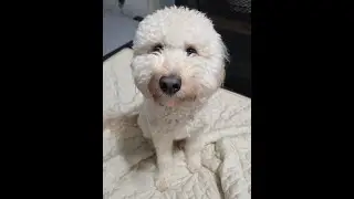 Boston Dog Trainers | Chanel, Miniature Labradoodle Gains Stunning Obedience | Off Leash K9 Training