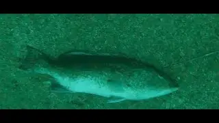 Jig recovery   One out of two