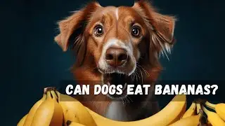 🐶 Can Dogs Eat Bananas?  🍌🍌