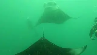 Manta Vortex on the Mantastic Maldives Trip 2025