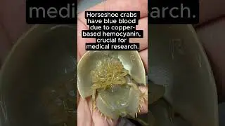 Blue Blood #marine #biology #arthropods #biochemistry