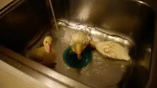 Waiting in excitement for kitchen sink becoming pool