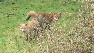 East London Red Foxes (dog and vixen) mating in copulatory tie