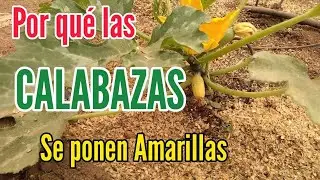 Por qué se ponen amarillas y se pudren las CALABAZAS pequeñas.