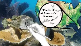 EDUCATIONAL COLORING BOOK - THE REEF AT AMERICA'S DOORSTEP - PROTECT OUR FLORIDA CORAL REEFS