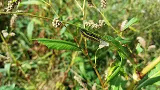 Smartweed Caterpillars and Smartweed (did you know there are natives?)