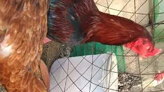 shock Vietnam old line breed