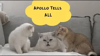 Growing up British Shorthair from 5 DAYS old to 10 YEAR old!